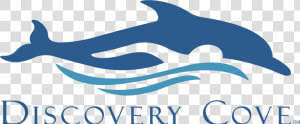 Discovery Cove Logo Png Transparent   Discovery Cove Ticket  Png Download