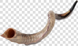 Shofar Horn Png File   Shofar For Sale  Transparent Png