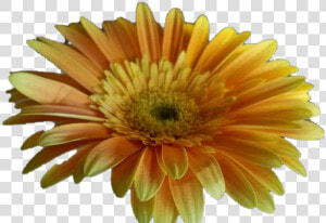 Barberton Daisy  HD Png Download