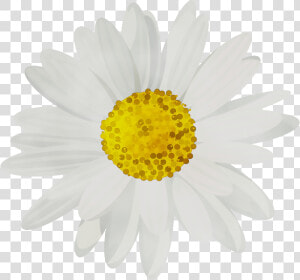 Portable Network Graphics Clip Art Common Daisy Desktop   Transparent Background Daisy Png  Png Download