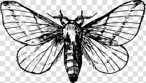 Maple Moth   Moth Clipart Black And White  HD Png Download