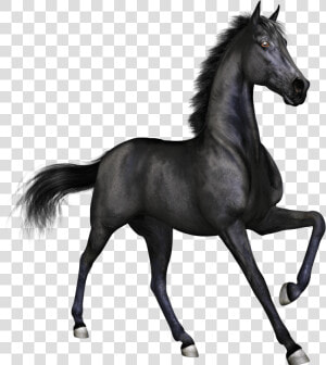 Black Race Horse   Black Horse Png Hd  Transparent Png