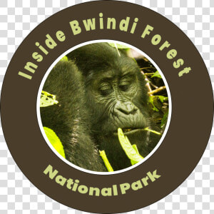 Inside Bwindi Forest National Park   Gloucester Road Tube Station  HD Png Download