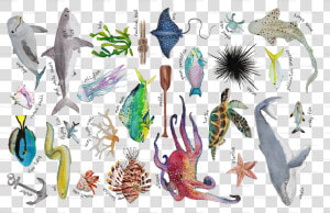 Transparent Under The Sea Border Clipart   Coral Reef Fish  HD Png Download