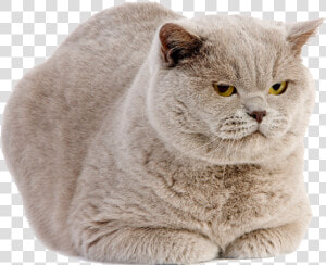 Kitty Transparent Scottish Fold   British Shorthair Lilac  HD Png Download