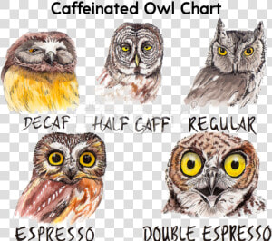 Caffeine Owl   Owl Coffee  HD Png Download