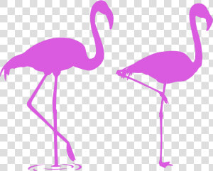  mq  pink  flamingo  flamingos  silhouette   Flamingo Stencils  HD Png Download