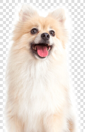 Pomeranian  HD Png Download