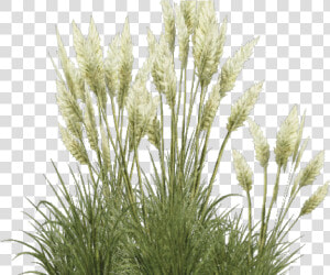 Shrub Clipart Overgrown Grass   Transparent Pampas Grass Png  Png Download