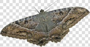 Mariposa   Ascalapha Odorata Png  Transparent Png