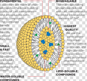 Water Soluble Liposome   Circle  HD Png Download