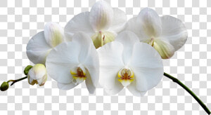 Orchidée  png  Transparent Png