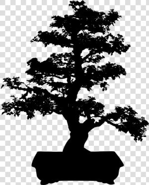 Bonsai Miniature Tree Free Photo   Bonsai Tree Clip Art  HD Png Download