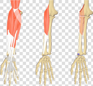 Feature Image Showing Three Images Of The Forearm Bony   Flexor Digitorum Superficialis Origin And Insertion  HD Png Download