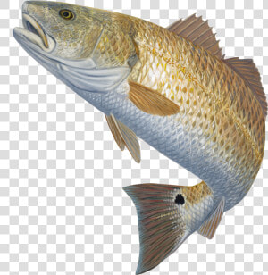 Mullet Fish Clipart Png Royalty Free Redfish Decal   Fish Jumping Out Of Water Png  Transparent Png