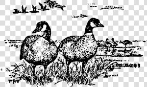 Aleutian Geese Standing Clip Arts   Drawing Of Canadian Geese  HD Png Download