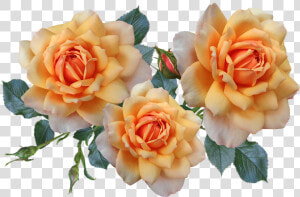 Roses  Flowers  Arrangement  Garden  Nature  HD Png Download