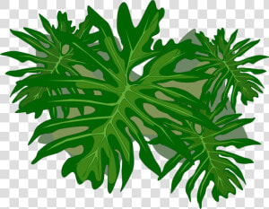 Plant Stem tree plant   Philodendron Png  Transparent Png