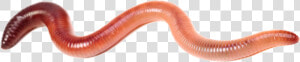 I Do Have A Limited Supply Of Free Worms To Giveaway   Earthworm  HD Png Download