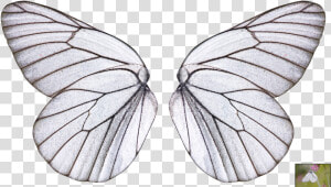 Butterfly Wings Png   Transparent Background Transparent Butterfly Wing  Png Download