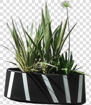 Tmp Zipper Planter Cycle Lane Separator   Houseplant  HD Png Download