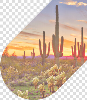 480 626 4711 Our Agents Are Available 24 7   Desert Beautiful Phoenix Arizona  HD Png Download