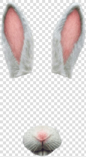  rabbit  rabbitears  ears  nose  animal  teeth  cute   Png Rabbit Ears Nose  Transparent Png