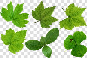 Green Leaves Png Images   Leaves Cut Out Png  Transparent Png