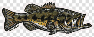 Fly Slaps Matthew Stockton Largemouth Bass Sticker   Sea Bass  HD Png Download