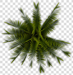 Tree Plan Png Free Download   Palm Tree Plan Png  Transparent Png