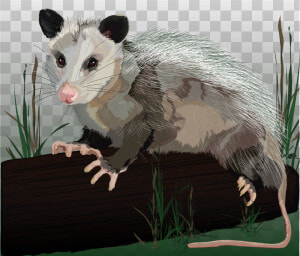 Common Opossum  HD Png Download