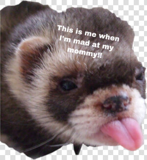   Cute  ferret  freetoedit   Animals With Down Syndrome  HD Png Download