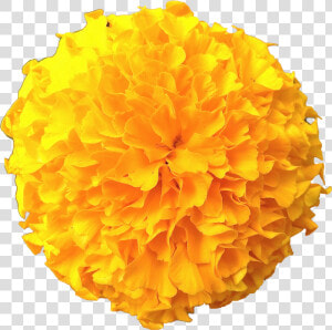 Clip Art Flowers Pic   Transparent Marigold Flower Png  Png Download