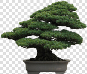 Picture Library Download Bonsai Tree Clipart   Japanese White Pine Bonsai  HD Png Download