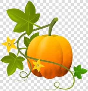 Calabaza  Ilustración  Plantas  Vegetal  Hojas   Gambar Pohon Labu Kartun  HD Png Download