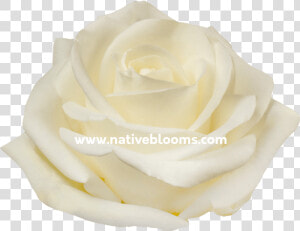 Image   Floribunda  HD Png Download