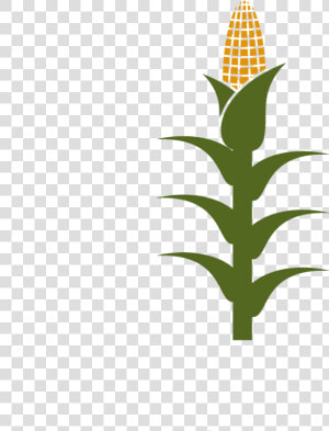 Free Corn Stalk Clipart  HD Png Download