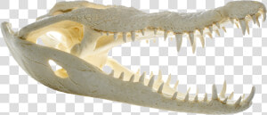 Transparent Crocodile Png   Crocodile Skull Transparent  Png Download