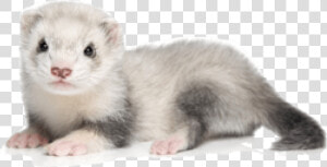 Ferret Png Picture   White And Gray Ferret  Transparent Png