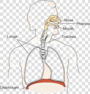 Journey Of A Molecule Of Oxygen   Png Download   Respiratory System Png  Transparent Png