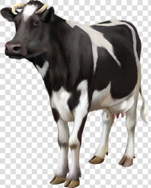 Cows Png  Transparent Png