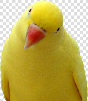 Yellow Parrot Png Images  Free Download   Yellow Parrot Orange Beak  Transparent Png