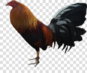  gallo   Rooster  HD Png Download