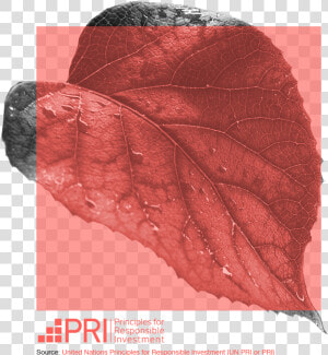 Red Leaf Square New   Swamp Maple  HD Png Download