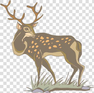 Transparent Whitetail Deer Png   White Tailed Deer Clipart Gif  Png Download