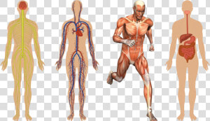 01 Body Structures   Human Body Systems Png  Transparent Png