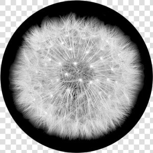 Dandelion Clipart Wind Drawing   Dandelion  HD Png Download