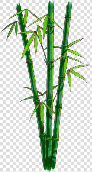 Bamboo Png   Bamboo With No Background  Transparent Png