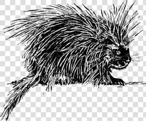 Black N White Porcupine  HD Png Download