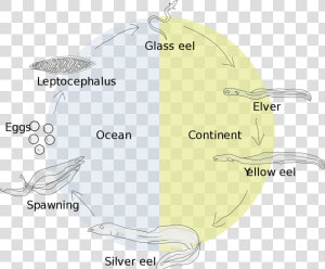 Life Cycle Of A Gulper Eel  HD Png Download